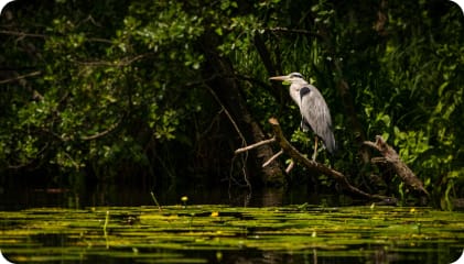 Wildlife Viewing