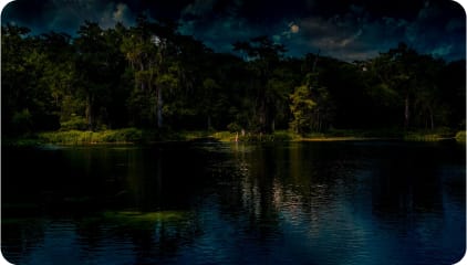 Nighttime Jungle Discovery